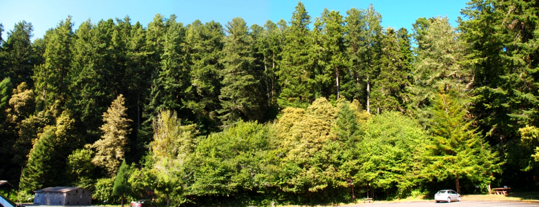 [The Coast Redwoods are twice as high as the trees immediately adjacent to the parking lot. I stitched together several photos to create this panoramic view.]